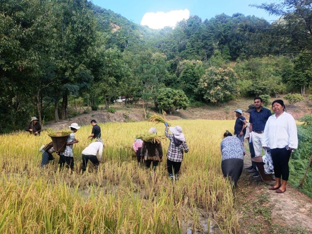 Seven new rice varieties show  35-45% higher yield at Chiechama